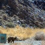 Gobi bears are endangered, and it is estimated there are fewer than 50 on the planet. (Courtesy Photo | LaVern Beier)