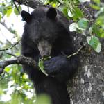 Since a young age, this bear has lived with an audience