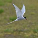 Arctic terns at Mendenhall seem to be decreasing in numbers