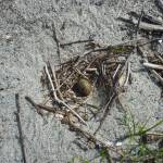 An Arctic tern nest is untended near the Nugget Falls Trail near Mendenhall Glacier. (Courtesy Photo | U.S. Forest Service)