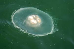A moon jellyfish swims in Gastineau Channel on Thursday, Sept. 5, 2019. (Michael Penn | Juneau Empire)