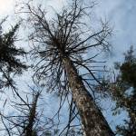 Yellow cedar denied protected status