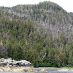 Yellow-cedar decline, Peril Strait, Chichagof Island. (Courtesy photo | U.S. Fish and Wildlife Service)
