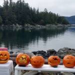 Finished jack-o-lanterns sit in a row at at Harlequin Point at the sixth annual Spooktacular Dive and Underwater Pumpkin Carving event Saturday, Oct. 26, 2019. (Ben Hohenstatt | Juneau Empire)
