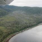 The grey ghost trees visible on North Kupreanof Island are dead yellow-cedar stands. (Courtesy photo | Allison Bidlack)