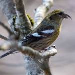 A white-winged Crossbill perches near the Mendenhall Wetlands, Sunday, March 19. (Courtesy Photo | Kenneth Gill)
