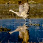 A sandhill crane takes off from the Mendenhall Wetlands on May 10. (Courtesy Photo | Jack Beedle)