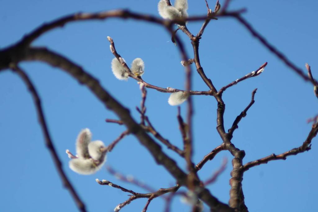 A pussy willow contrasts with the sky in this photo taken April 18 during a walk to Nugget Falls. (Courtesy Photo | Carolyn Kelley)