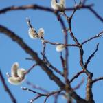 A pussy willow contrasts with the sky in this photo taken April 18 during a walk to Nugget Falls. (Courtesy Photo | Carolyn Kelley)