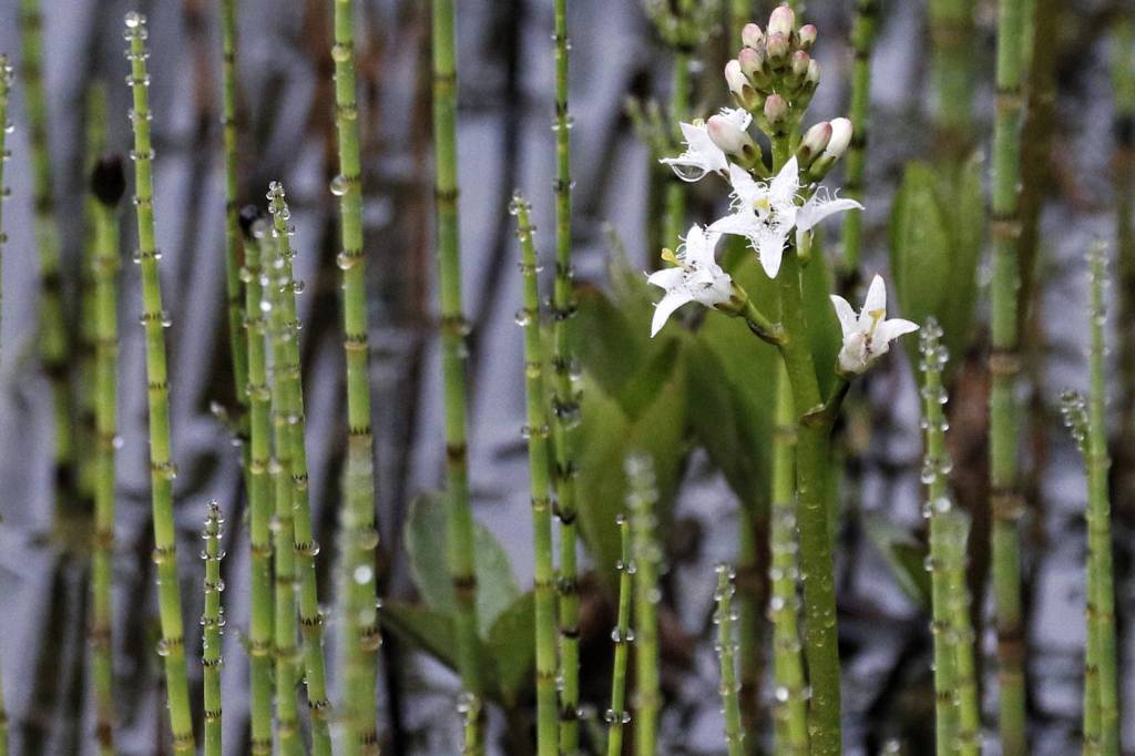 Buckbean is in bloom in the Mendenhall Campground May 26. (Courtesy Photo | Linda Shaw)
