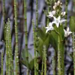 Buckbean is in bloom in the Mendenhall Campground May 26. (Courtesy Photo | Linda Shaw)
