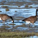 Canada geese stand on Eagle Beach tidal mud. (Courtesy Photo | Kenneth Gill, gillfoto)