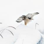 Wild Shots: Photos of Mother Nature in Alaska