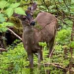 A Sitka blacktail deer munches on new greens along Treadwell ditch trail on May 25. (Courtesy Photo | Denise Carroll)