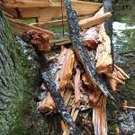 A forest giant comes crashing down with a loud crack in a North Douglas forest as seen Wednesday, March 4, 2020. (Courtesy Photo | Denise Caroll)