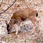 A young black-tailed Sitka deer forages next to Thane Road. (Courtesy Photo | Denise Carroll)