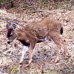 A young black-tailed Sitka deer forages next to Thane Road. (Courtesy Photo | Denise Carroll)