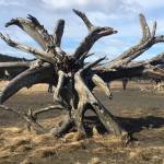 A spiky beach sculpture can be seen on Mendenhall Flats on Sunday, March 22, 2020. (Courtesy Photo | Denise Carroll)
