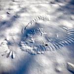 This March 11, 2020, photo shows the impression made by the feathers of a raptor that was likely hunting a small mammal. (Courtesy Photo | Gene Randall)