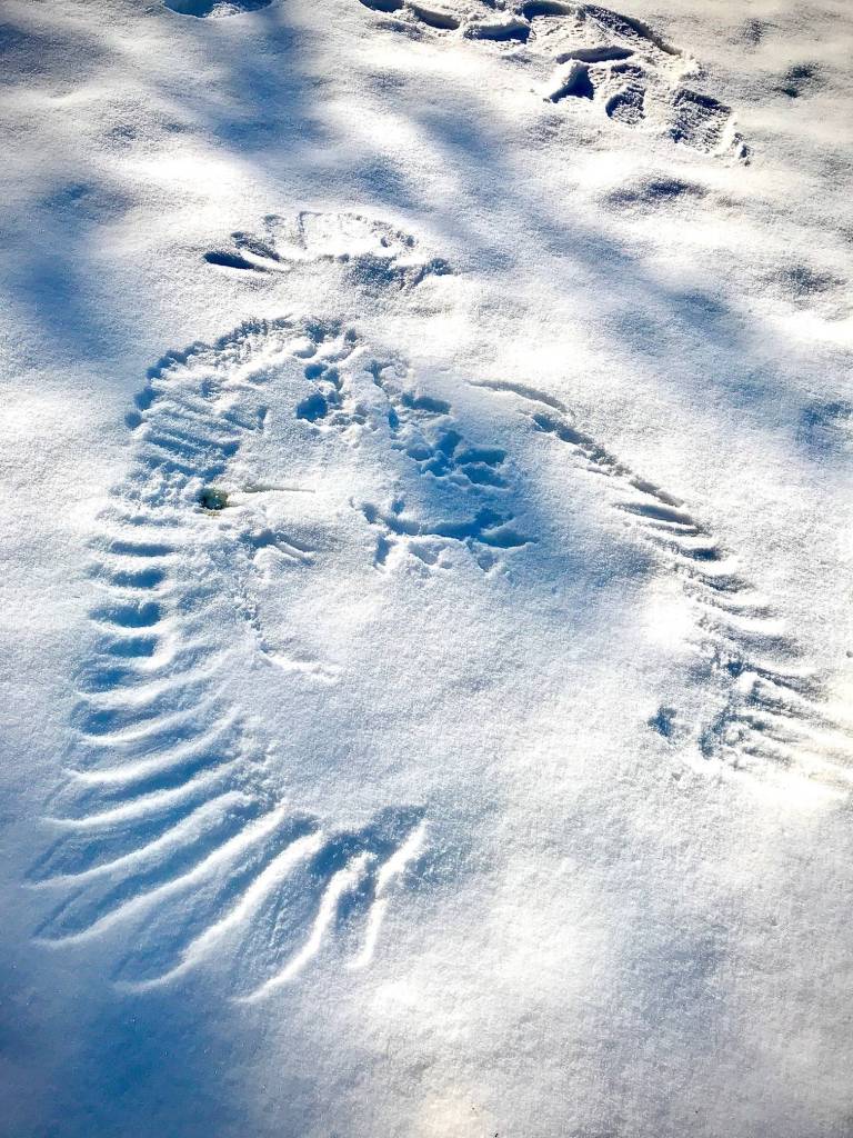 Gene Randall, who took this photo, says he enjoys tracking mice, squirrel, porcupine, mink, otter and deer through our winter lawn but have never seen such a display of the Snow Phoenix and the likely demise of a mouse. The photo was taken March 11, 2020. (Courtesy Photo | Gene Randall)