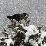 A raven perches on top of a tree in the Costco parking lot on Feb. 3. (Courtesy photo | Barbara Belknap)