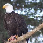 An eagle is perched with its meal at Eagle Beach, March 17. Courtesy Photo | Carolyn Kelley)