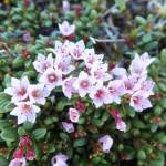 Alpine azalea grows along Juneau Ridge. (Courtesy Photo | Gary Miller)