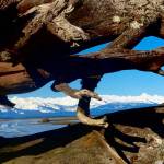 The Chilkats can be seen through beached driftwood along Eagle River in this photo taken on on Wednesday, April 1. (Courtesy Photo | Denise Carroll)
