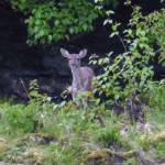 A young Sitka Blacktail doe on the Mendenhall riverbank near Marion Drive on May 30, 2020. (Courtesy Photo | David Athearn)