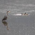 A heron stands in a pond on the wetlands airport trail in this photo shared March 18, 2020. (Courtesy Photo | Carolyn Kelley)