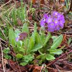 Primula denticulata heralds in spring in a Blueberry Hills garden. (Courtesy Photo | Paul Dick)