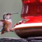A rufous hummingbird visits a feeder on May 3. (Courtesy Photo | Linda Shaw)