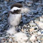 A chestnut sided chickadee collects shed dog hair from last winter for its nest on the Tolch Rock Trail on May 10. (Courtesy Photo | Linda Shaw)