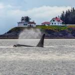 An orca sends mist into the air near Point Retreat in Southern Lynn Canal. (Courtesy Photo | Jack Beedle)
