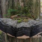 A fairy forest forms on a conk mushroom. (Courtesy Photo |Deborah Rudis)