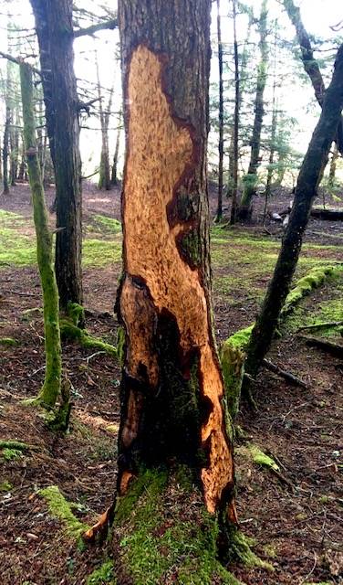 There were busy beavers along the bluff trail in North Douglas sometime before April 22, 2020. (Courtesy Photo | Denise Carroll)