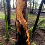 There were busy beavers along the bluff trail in North Douglas sometime before April 22, 2020. (Courtesy Photo | Denise Carroll)