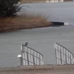 A kingfisher perches Monday, April 14, at the Airport Emergency Vehicle Access Road. (Courtesy Photo | Carolyn Kelley)