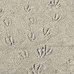 Evidence of a Canada geese line dance is visible on Boy Scout beach sand on April 18, 2020. (Courtesy Photo | Denise Carroll)