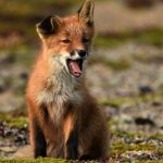 A yawning kit fox has a floppy puppy ear. Katmai National Park in September, 2016. (Courtesy Photo | Linda Shaw)