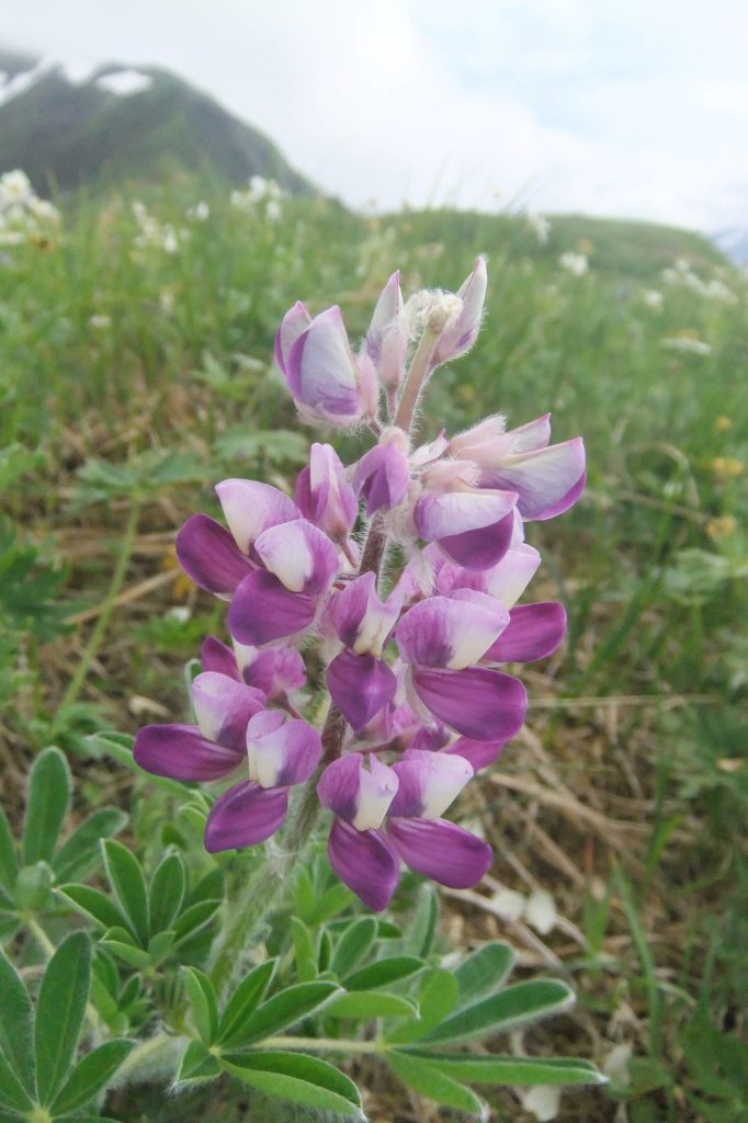 Scarlet colored lupine stands near Thunder Mountain. (Courtesy Photo | Gary Miller)