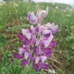 Scarlet colored lupine stands near Thunder Mountain. (Courtesy Photo | Gary Miller)
