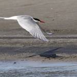 An Arctic tern flies near the Mendenhall Glacier Visitor Center. (Courtesy Photo | Linda Shaw)