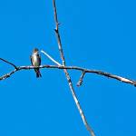 A bird waits to launch for a meal at Dredge Lake. (Courtesy Photo | Bruce Moore)