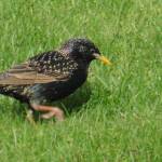 An invasive starling walks Mendenhall riverbank, May 7, 2020. Mated pairs have been showing up for the last two weeks gathering nesting material, writes David Athearn. There goes the neighborhood. (Courtesy Photo | David Athearn) David Athearn