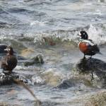 During early May ducks and other seabirds visited the north Shelter Island area to feed on small fish that were present in the area. This photo shows and male and female wood ducks taking a break from fishing in the near shore area. (Courtesy Photo | Jerry Reinwand)