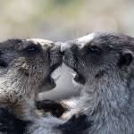 Marmots play on a warm, spring day near the Shrine of St. Therese. (Courtesy Photo | Bruce Moore)
