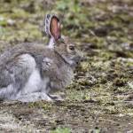 A snowshoe hare seen near Mendenhall Lake May 24. (Courtesy Photo | Linda Shaw)