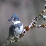 A belted kingfisher perches May 1 near Eagle Beach campground. We felt lucky to be so close, said Carolyn Kelley, who took the photo, in an email. Maybe 15-20 feet. That was taken through the scrub trees. (Courtesy Photo | Carolyn Kelley)