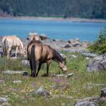 Wild flowers with Echo Ranch horses on the edge of Berners Bay. (Courtesy Photo | Kenneth Gill, gillfoto)